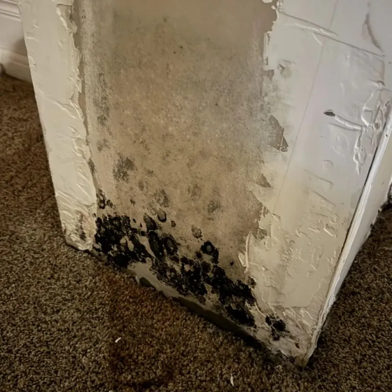 Professional Mold Removal in Washington, ME
